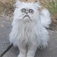 Hell_Cats(@99Hellcats) 's Twitter Profile Photo