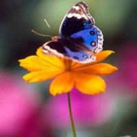 Ulku (@ulku56898983) 's Twitter Profile