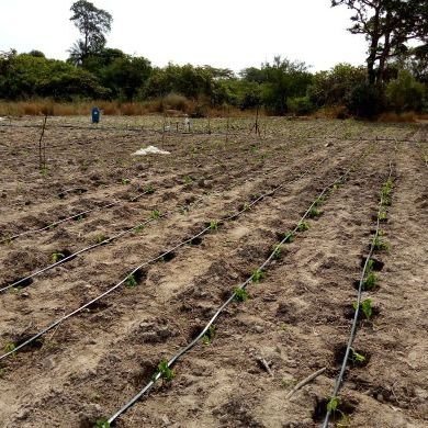 Technicien solaire systèmes d'irrigation goutte à goutte 💧