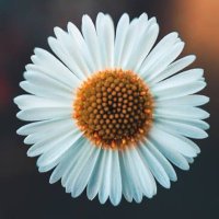 papatya (@zhncrli) Twitter profile photo
