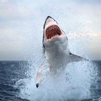 Pedro Rodriguez (@tiburon4708) 's Twitter Profile