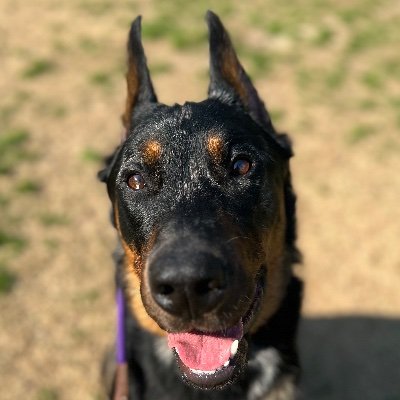 The_Airborne_K9's profile picture. Canine training and behavior specialists dedicated to helping bridge communication between people and their dogs.