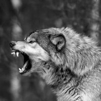 B L A C K (@chillingir) Twitter profile photo