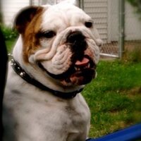 Dan Niccum (@danniccum) 's Twitter Profile