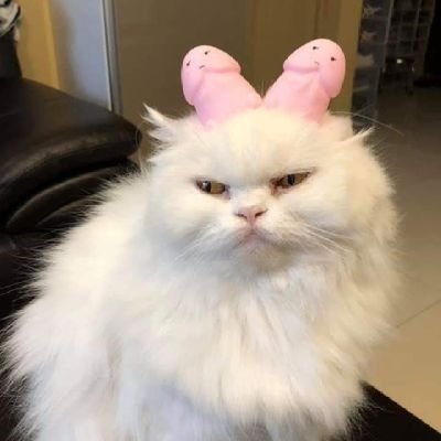 john_girlover's profile picture. Infinitely curious, like my cats. @blockassetco Community Council. I like #Bitcoin