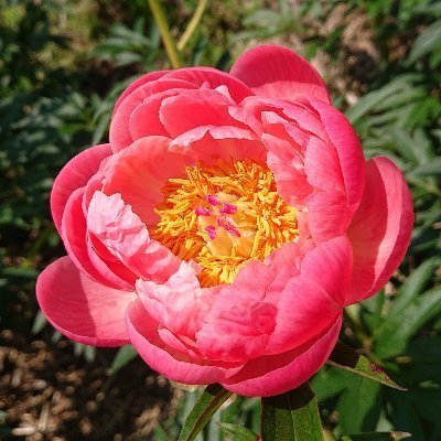 siki_bounprem's profile picture. bounpremにハマり、タイ沼にドボンしました😆💕ふたりともカッコ良くて可愛いくて綺麗で色っぽい😍ぱおたん大好きブンブンと、ブンブンキラーなぱおたんがめっちゃ好きです😊❤️いいね&無言フォロー失礼します🙏✨かなり昔に成人済🥦🔰