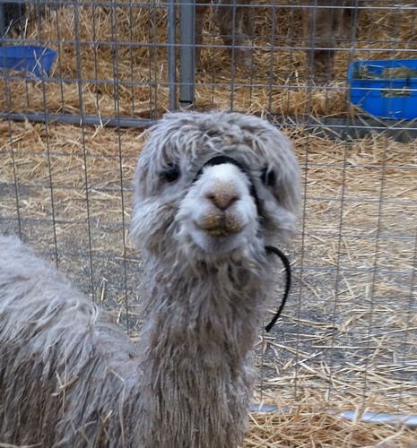 cbogle's profile picture. 