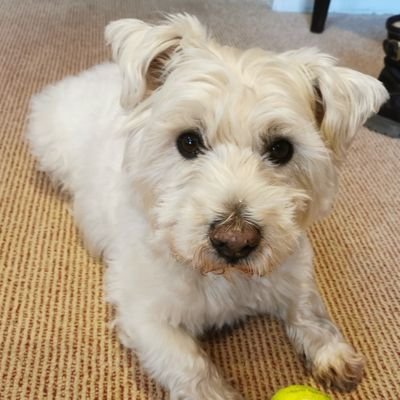 Tilly was a brave puppy farm survivor. She is survived by her furbro, Henry and new addition - Lily the Westie.