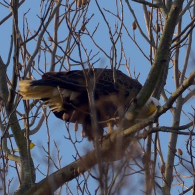 ESjulander's profile picture. 