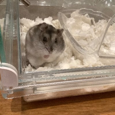大の里が好き
