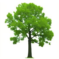 Future Tree Health(@TreeFuture) 's Twitter Profile Photo