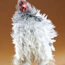 Michael Geist - @Michael_Geist - Twitter