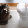 eiji_kawano's profile picture. OMU_sociology, Center for Metropolitan Social Research;Urban Segregation and Neighborhood Effect, Precarity.