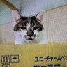 hiiragi129027's profile picture. 鳥さん大好き💕保護猫団体のお手伝いもさせていただいています。