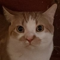 Paula (@paulaha39804944) 's Twitter Profile