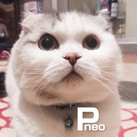 p@neo(@p_toys) 's Twitter Profile Photo