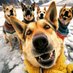German shepherd lover club (@greman_shepherd) Twitter profile photo German shepherd lover club (@greman_shepherd) Twitter profile photo