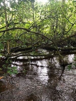 GershomTanga1's profile picture. 