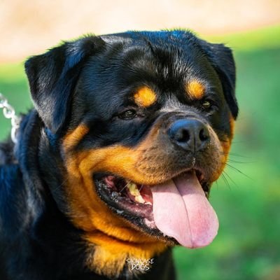 welcome to @rottweilerloves
we share daily #Rottweiler lover💓 club contents
Follow us if really love Rottweiler lover💓 club