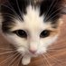 三毛猫の凛ちゃんねる(Norwegian Forest / Calico cat) (@rin865856166672) Twitter profile photo 三毛猫の凛ちゃんねる(Norwegian Forest / Calico cat) (@rin865856166672) Twitter profile photo