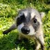 raccoon (@jigssaw7) Twitter profile photo