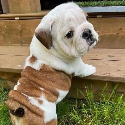 🐶 Welcome to our #bulldog Lovers club 🐶 We share daily bulldog updates for it's fans&cute 🐕If you are a true dog lover, follow us for daily bulldog updates!!