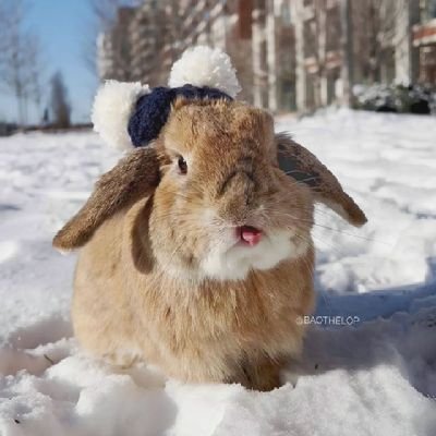 Welcome to @rabbitlovers12
We share daily # rabbit contents 
Follow us if you really love rabbits