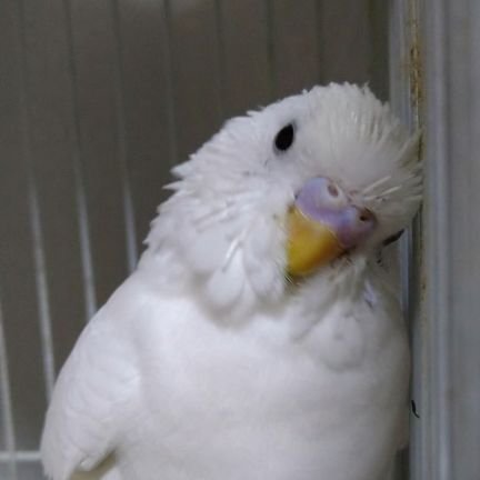 鳥さん大好き