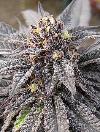 PurpleBubbaKush's profile picture. Cannabis is my passion. Legalize it!