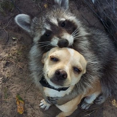 raccoonslovers Profile Picture