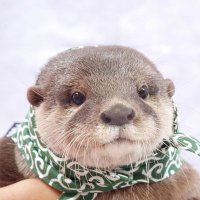 ヤマブシ (@2q0h70qrvb71515) 's Twitter Profile