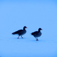 S Perera (@drsperera) 's Twitter Profile