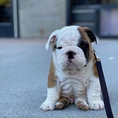 boldogloverclub's profile picture. 👉welcome to @boldogloverclub
🐕we share daily #bolldog
 🐾 Follow us if you really love @bolldogloverclub