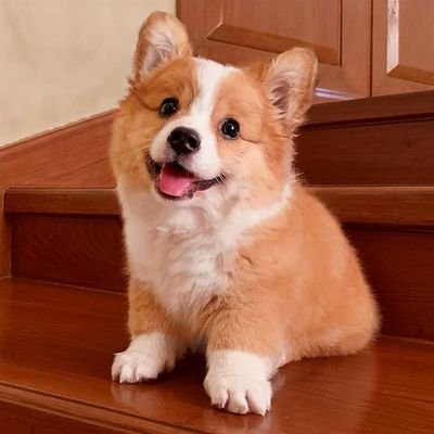 Welcome to @lover_corgidog
We share daily #Corgidog contents 
Follow us if you really love corgis