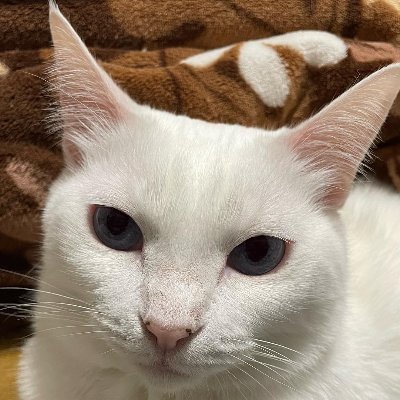 柄でモヒカンヘアーに見える猫です！
白黒/女の子/保護猫/推定2022年9月生まれ