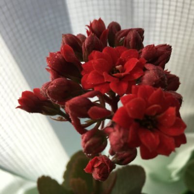 sekiguchiH79179's profile picture. 