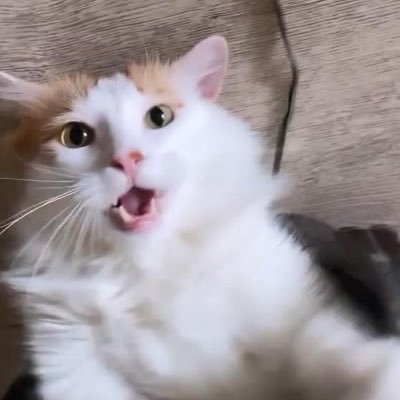 @mydoggyhatesyou