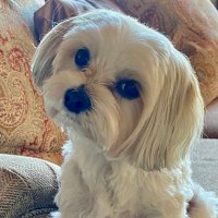 Renee Michelle 💙🐾💙🐾💙(@Meandtruman1010) 's Twitter Profile Photo