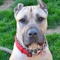 Domingo Batista (@mingo144) 's Twitter Profile