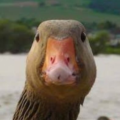 Enlitnd_goose Profile Picture