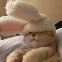 ゆか (@abkj2yy) 's Twitter Profile