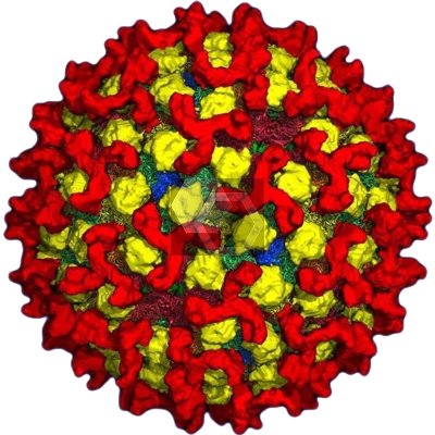 Reference Laboratory, research on non-vesicular diseases @Pirbright_Inst.
Global diagnostics + surveillance: #ASF #BTV + more. Led by Dr Carrie Batten.