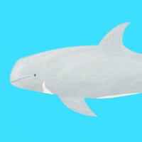 Grey the Dolphin (@greythephin) 's Twitter Profile