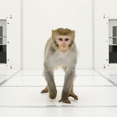 Sensorimotor Group at @dpz_eu under Alexander Gail. Research on freely moving 🐒, decision making & goal-directed behavior. follow us on https://t.co/QLqx5TWQMZ