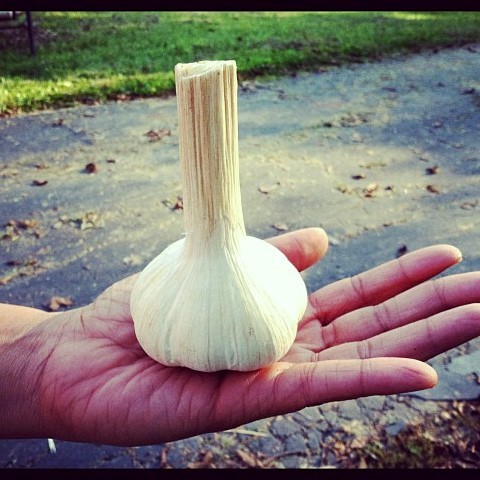 saltrivergarlic's profile picture. Growing gourmet heirloom garlic and produce by sustainable practices on a small farm tucked against the Salt River. Visit us on Facebook or on our website!