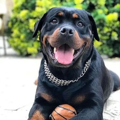 welcome to @rottweiler_dog_lover_club_987
we share daily #rottweiler contents
follow us if you really love rottweiler