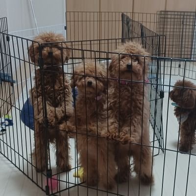 シェア型本屋「連学舎」https://t.co/FZqzeLNW8m
🗾日本全国から「棚主」を募集します📢
📚「書棚」で推し本・新刊書籍・ZINE・古書・グッズ📘を販売
🍀販売代行もいたします✌
住宅🏠施設を使ったアットホームな「シェア型本屋」です📢