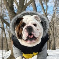 English Bulldog Family (@bulldog_famliy) 's Twitter Profile Photo English Bulldog Family (@bulldog_famliy) 's Twitter Profile Photo