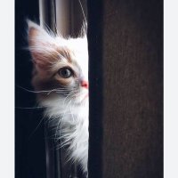 Taz (@tazinshaikh26) 's Twitter Profile