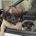 Enrique Perro Nieto (@pinchipirru) Twitter profile photo Enrique Perro Nieto (@pinchipirru) Twitter profile photo